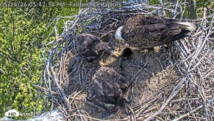 West Michigan Eagles Nest Live Cam - May 14, 2026, 5:49pm EDT