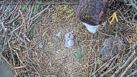 West Michigan Eagles Nest Live Cam - Mar 31, 2026, 3:13pm EDT