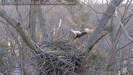 West Michigan Eagles Nest Live Cam - Feb 19, 2026, 8:33am EST
