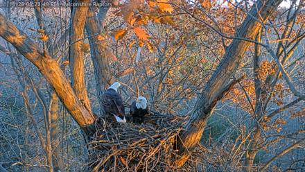 West Michigan Eagles Nest Live Cam - Nov 16, 2025, 5:15pm EST