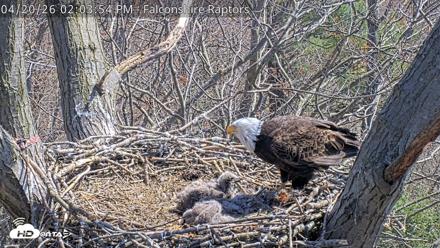 West Michigan Eagles Nest Live Cam - Apr 20, 2026, 2:05pm EDT