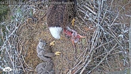 West Michigan Eagles Nest Live Cam - Apr 27, 2026, 10:31am EDT