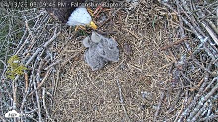 West Michigan Eagles Nest Live Cam - Apr 13, 2026, 3:11pm EDT