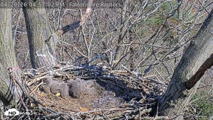 West Michigan Eagles Nest Live Cam - Apr 20, 2026, 4:58pm EDT