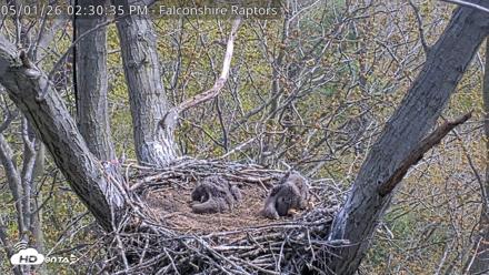 West Michigan Eagles Nest Live Cam - May 1, 2026, 2:31pm EDT