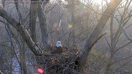 West Michigan Eagles Nest Live Cam - Dec 25, 2025, 9:06am EST
