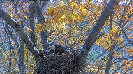 West Michigan Eagles Nest Live Cam - Nov 10, 2025, 10:25am EST