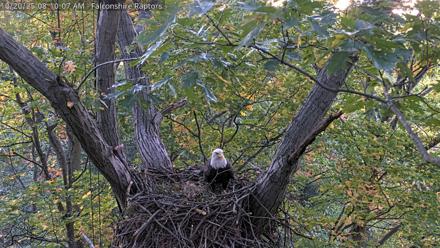West Michigan Eagles Nest Live Cam - Oct 20, 2025, 8:03am EDT