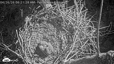 West Michigan Eagles Nest Live Cam - Apr 26, 2026, 6:23am EDT