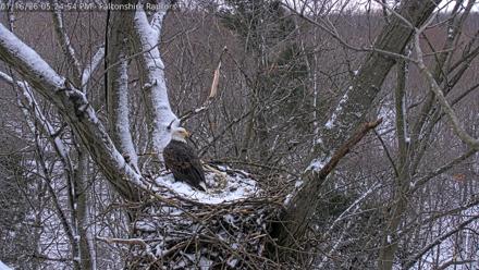 West Michigan Eagles Nest Live Cam - Jan 16, 2026, 5:26pm EST