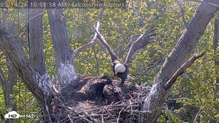 West Michigan Eagles Nest Live Cam - May 14, 2026, 10:09am EDT
