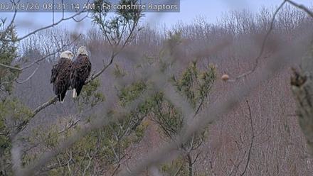 West Michigan Eagles Nest Live Cam - Feb 9, 2026, 8:31am EST
