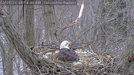 West Michigan Eagles Nest Live Cam - Feb 9, 2026, 8:19am EST