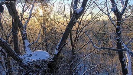 West Michigan Eagles Nest Live Cam - Jan 30, 2026, 8:38am EST