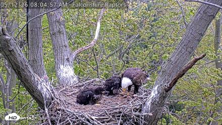 West Michigan Eagles Nest Live Cam - May 12, 2026, 8:06am EDT