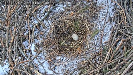 West Michigan Eagles Nest Live Cam - Feb 22, 2026, 5:24pm EST