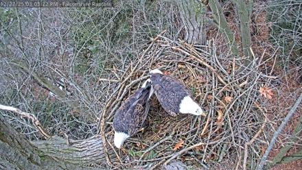 West Michigan Eagles Nest Live Cam - Dec 27, 2025, 3:05pm EST
