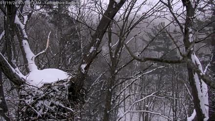 West Michigan Eagles Nest Live Cam - Jan 19, 2026, 7:54am EST