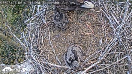 West Michigan Eagles Nest Live Cam - May 3, 2026, 6:43pm EDT
