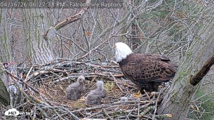 West Michigan Eagles Nest Live Cam - Apr 16, 2026, 6:28pm EDT
