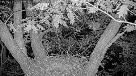 West Michigan Eagles Nest Live Cam - Oct 31, 2025, 11:18pm EDT