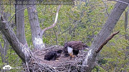 West Michigan Eagles Nest Live Cam - May 12, 2026, 8:01am EDT