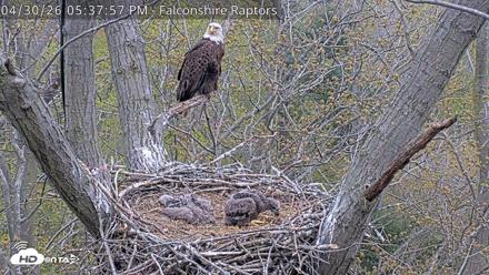 West Michigan Eagles Nest Live Cam - Apr 30, 2026, 5:38pm EDT