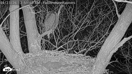West Michigan Eagles Nest Live Cam - Apr 23, 2026, 12:52am EDT