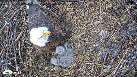 West Michigan Eagles Nest Live Cam - Apr 14, 2026, 7:33am EDT