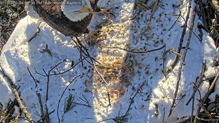 West Michigan Eagles Nest Live Cam - Jan 31, 2026, 4:08pm EST