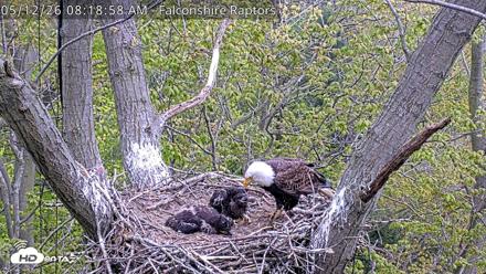 West Michigan Eagles Nest Live Cam - May 12, 2026, 8:20am EDT