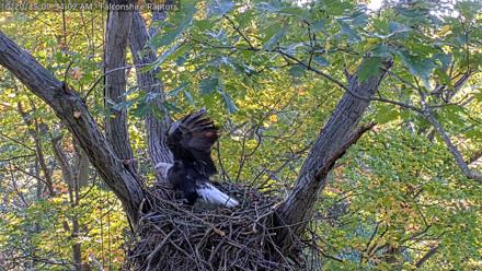 West Michigan Eagles Nest Live Cam - Oct 20, 2025, 9:26am EDT