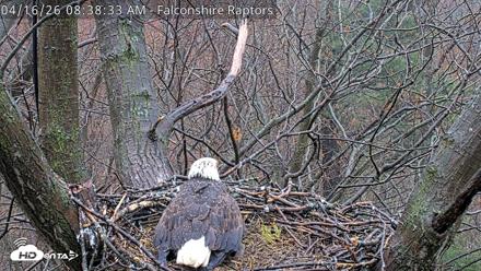West Michigan Eagles Nest Live Cam - Apr 16, 2026, 8:39am EDT