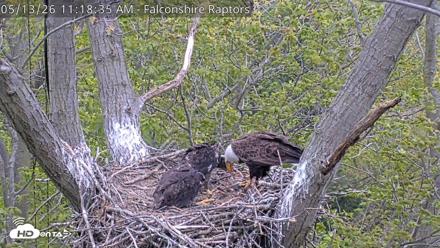 West Michigan Eagles Nest Live Cam - May 13, 2026, 11:19am EDT