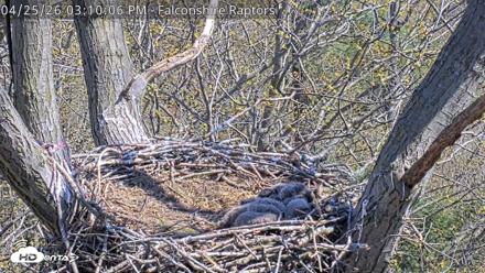 West Michigan Eagles Nest Live Cam - Apr 25, 2026, 3:10pm EDT