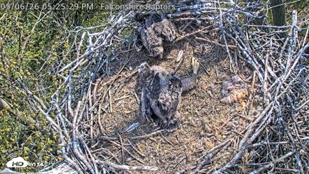 West Michigan Eagles Nest Live Cam - May 6, 2026, 5:27pm EDT