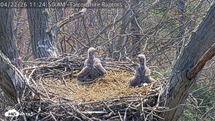 West Michigan Eagles Nest Live Cam - Apr 22, 2026, 11:26am EDT
