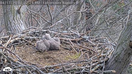 West Michigan Eagles Nest Live Cam - Apr 17, 2026, 2:04pm EDT