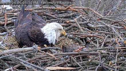 West Michigan Eagles Nest Live Cam - Feb 25, 2026, 6:02pm EST