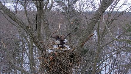 West Michigan Eagles Nest Live Cam - Dec 12, 2025, 8:45am EST