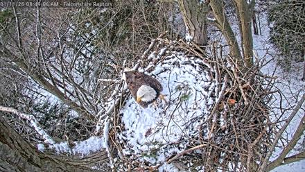 West Michigan Eagles Nest Live Cam - Jan 11, 2026, 8:51am EST