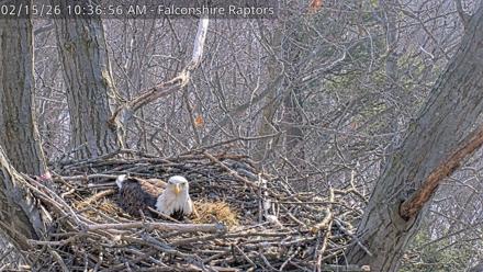 West Michigan Eagles Nest Live Cam - Feb 15, 2026, 10:37am EST