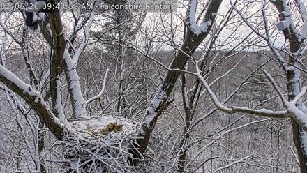 West Michigan Eagles Nest Live Cam - Feb 6, 2026, 9:44am EST