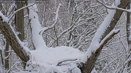 West Michigan Eagles Nest Live Cam - Nov 30, 2025, 10:13am EST