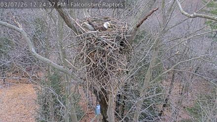 West Michigan Eagles Nest Live Cam - Mar 7, 2026, 12:25pm EST