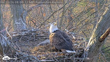 West Michigan Eagles Nest Live Cam - Apr 23, 2026, 8:07am EDT