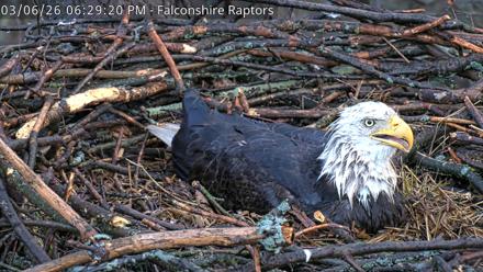 West Michigan Eagles Nest Live Cam - Mar 6, 2026, 6:30pm EST