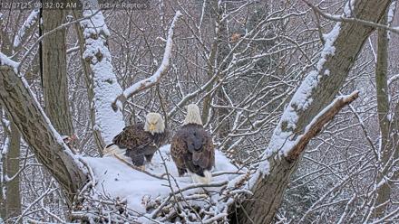 West Michigan Eagles Nest Live Cam - Dec 7, 2025, 8:32am EST