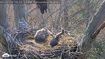 West Michigan Eagles Nest Live Cam - Apr 22, 2026, 10:23am EDT