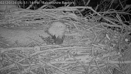 West Michigan Eagles Nest Live Cam - Feb 20, 2026, 6:51pm EST